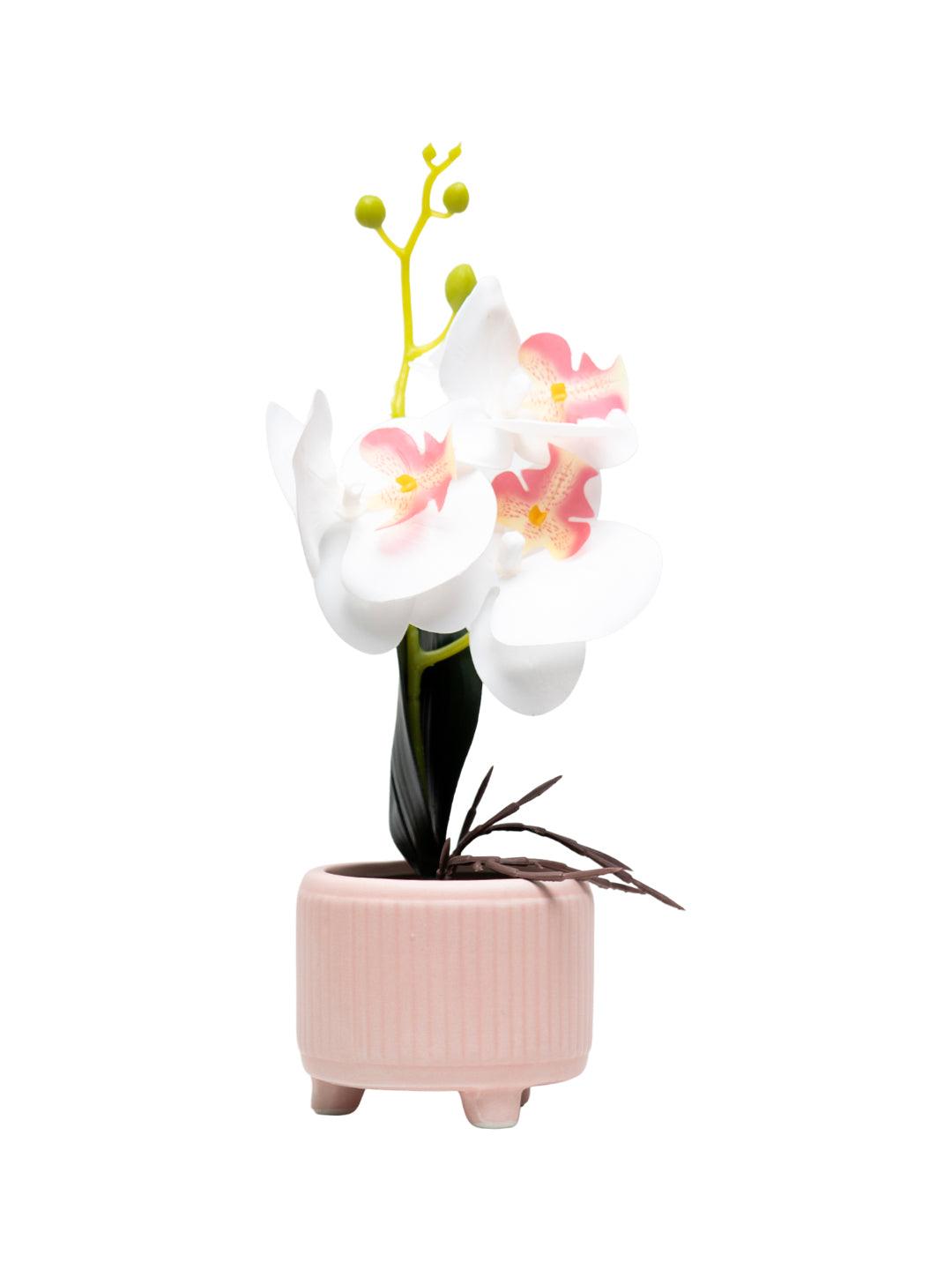 White Orchid With Ceramic Light Pink Pot - MARKET 99