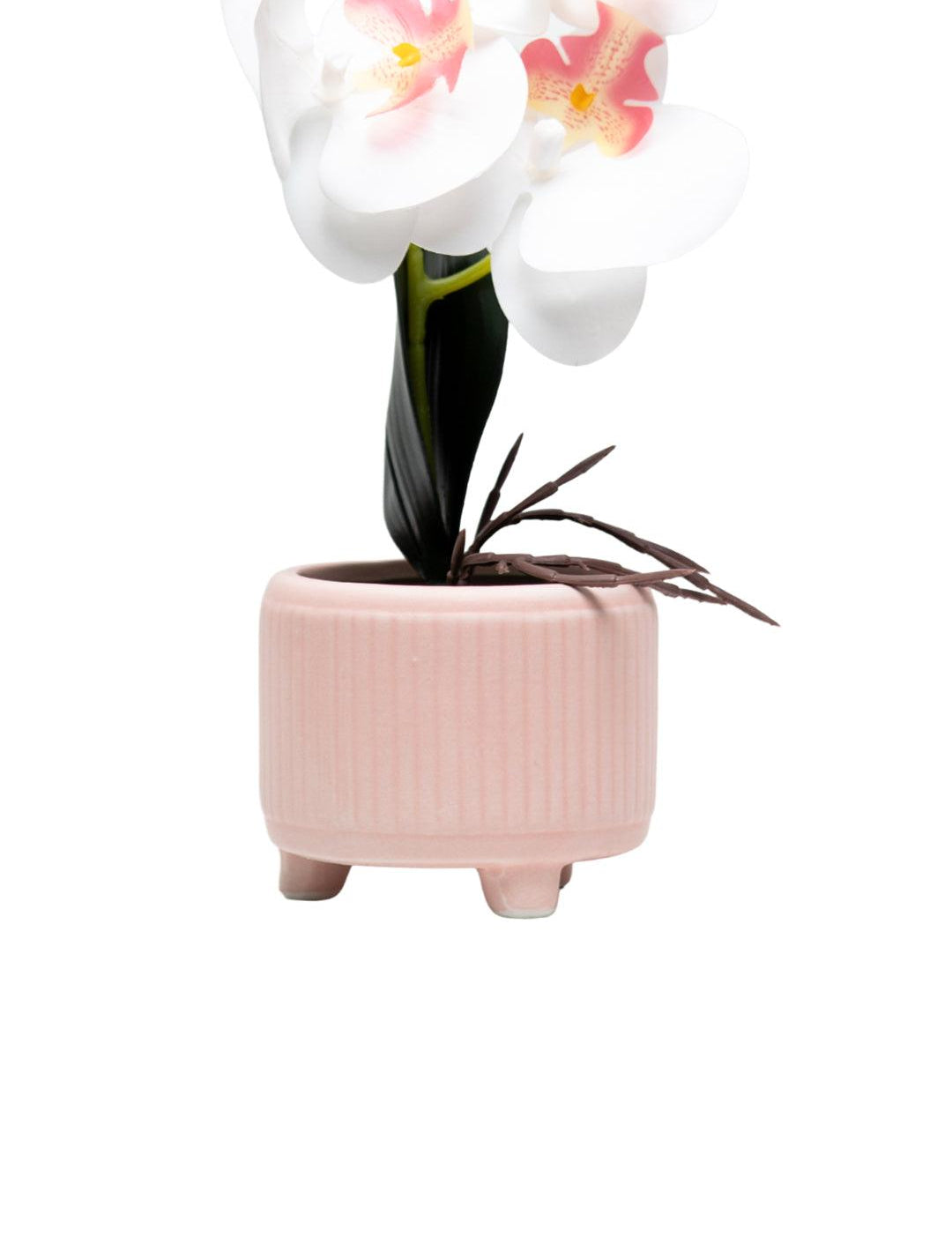 White Orchid With Ceramic Light Pink Pot - MARKET 99