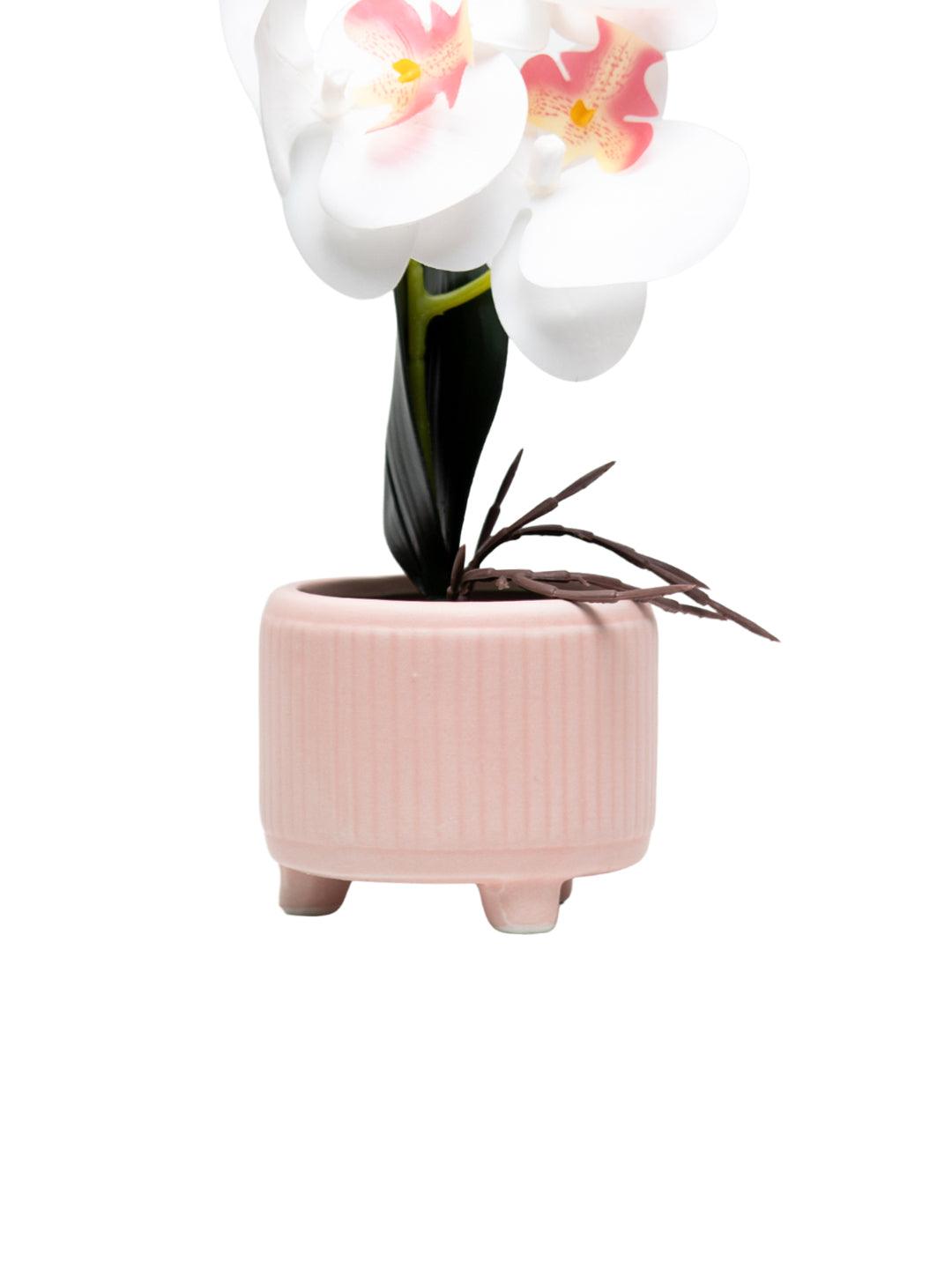 White Orchid With Ceramic Light Pink Pot - MARKET 99