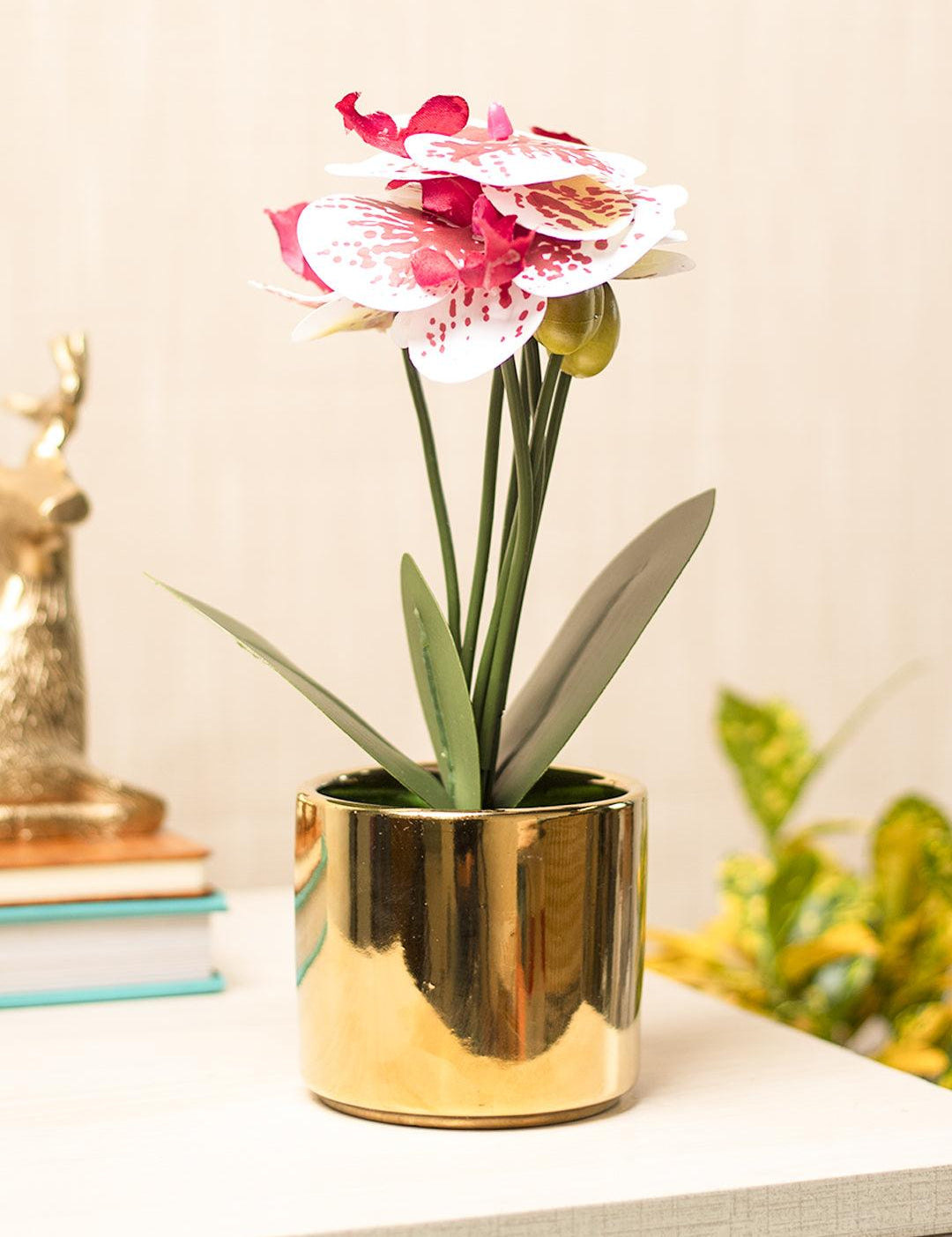 White Orchid With Golden Pot - MARKET 99