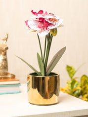 White Orchid With Golden Pot - MARKET 99