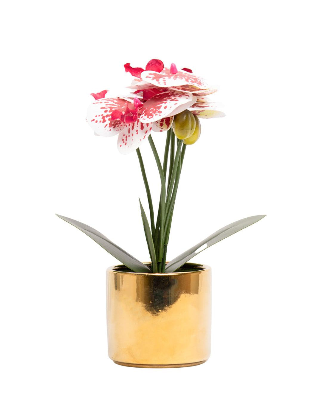 White Orchid With Golden Pot - MARKET 99