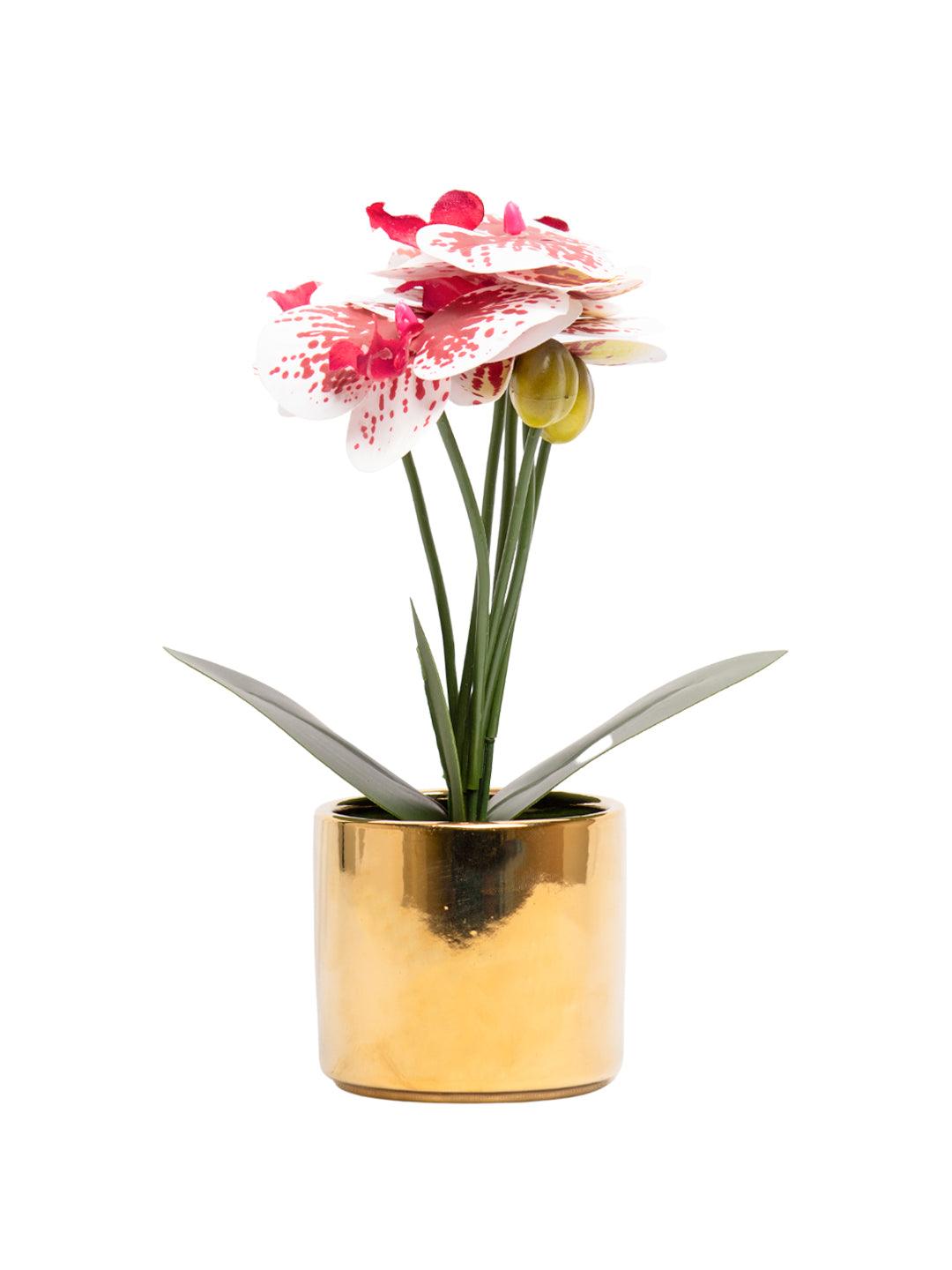 White Orchid With Golden Pot - MARKET 99