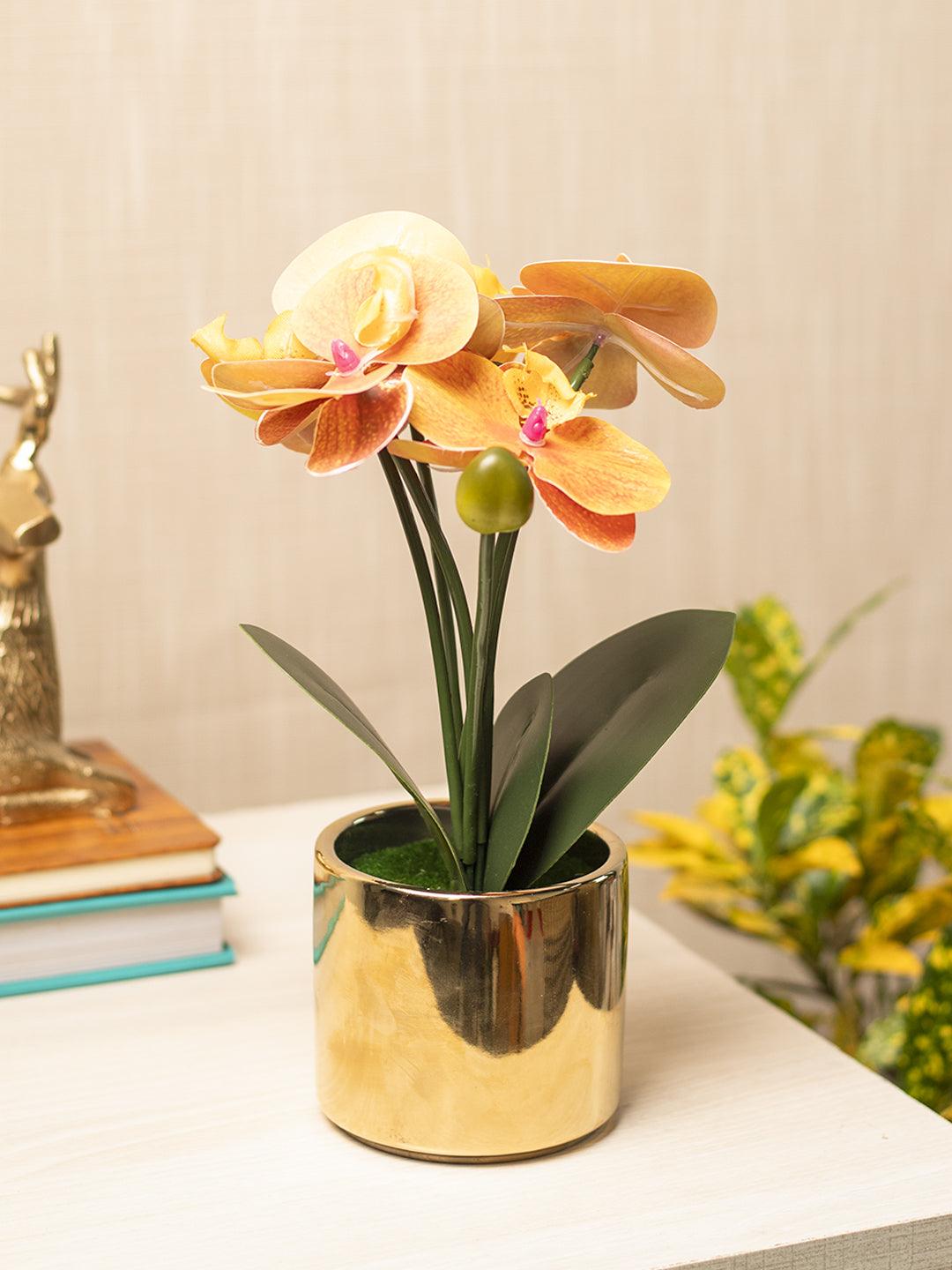 Yellow Orchid With Golden Pot - MARKET 99