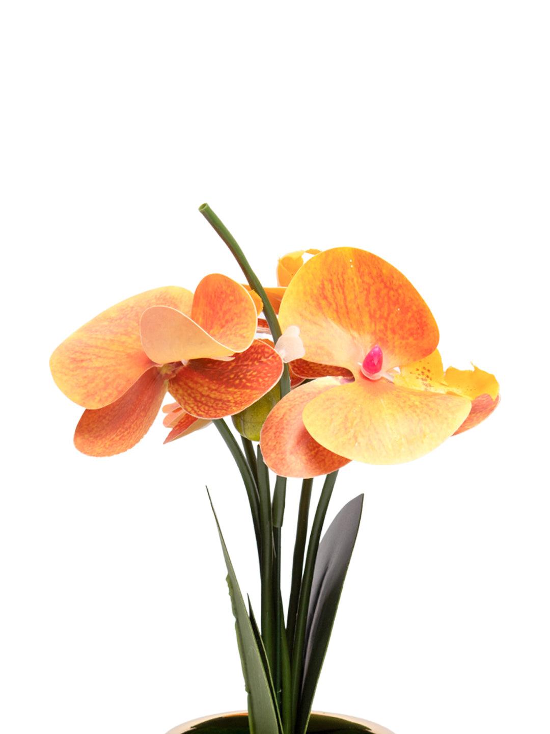 Yellow Orchid With Golden Pot - MARKET 99