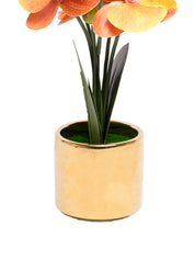 Yellow Orchid With Golden Pot - MARKET 99