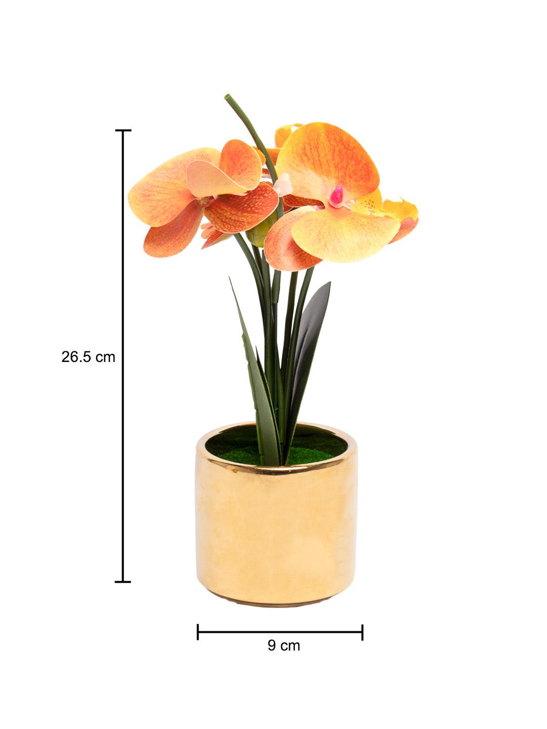 Yellow Orchid With Golden Pot - MARKET 99